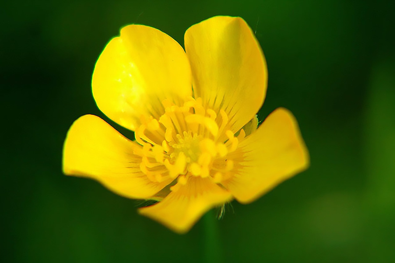 自毛植毛をバレない方法で成功させるには？