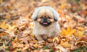 artasの特徴と利用方法について知りたいことは？