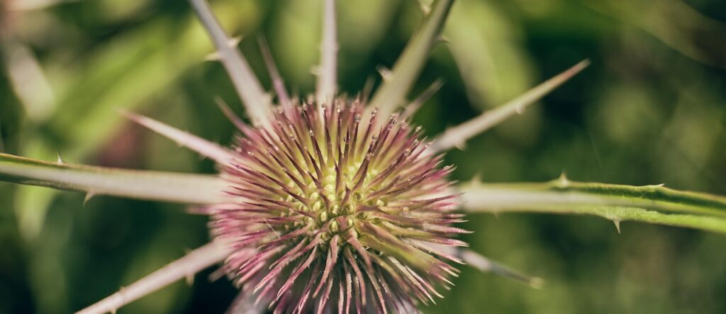 自毛植毛術後はなぜ触らない方が良いのか？