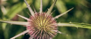 自毛植毛術後はなぜ触らない方が良いのか？