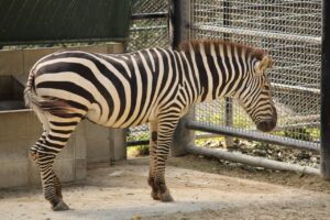 自毛植毛を行う福岡のクリニックの選び方は？