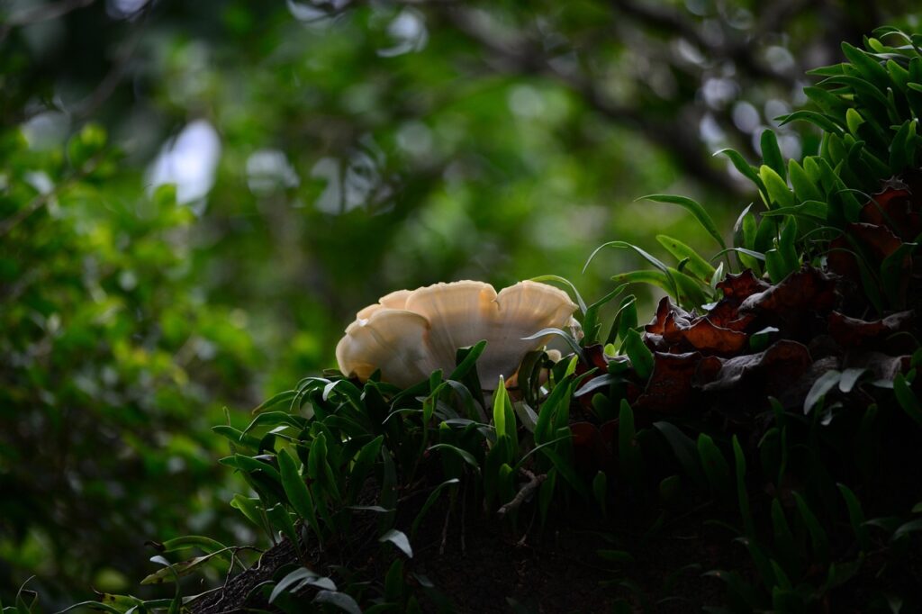 自毛植毛が生えるまでの期間はどのくらい？