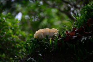 自毛植毛が生えるまでの期間はどのくらい？