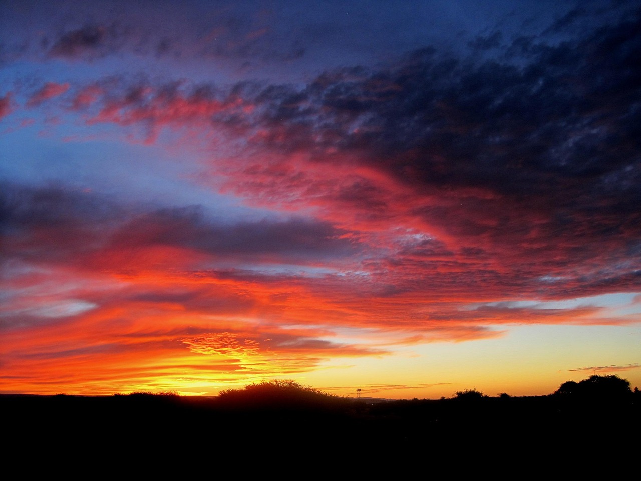 自毛植毛と他の植毛の違いは何ですか？