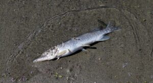 自毛植毛の費用は1000株でどのくらいが目安ですか？