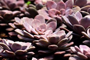自毛植毛のかさぶたは無理に取るとどうなる？