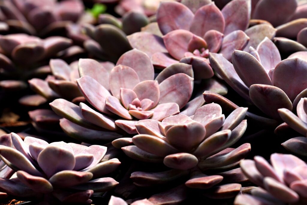 自毛植毛後のかさぶたの洗い方は？