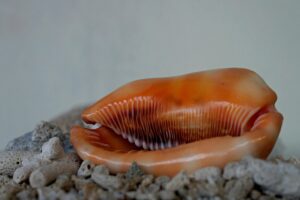 自毛植毛でM字の悩みを解消する方法は？